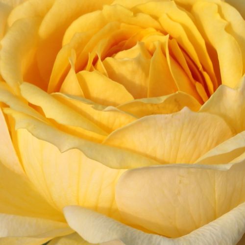 Comprar rosales online - Amarillo - Rosas híbridas de té - rosa de fragancia discreta - Rosal Venusic™ - Georges Delbard, Andre Chabert - Las flores de fragancia discreta de color amarillo son ideales como flores de corte